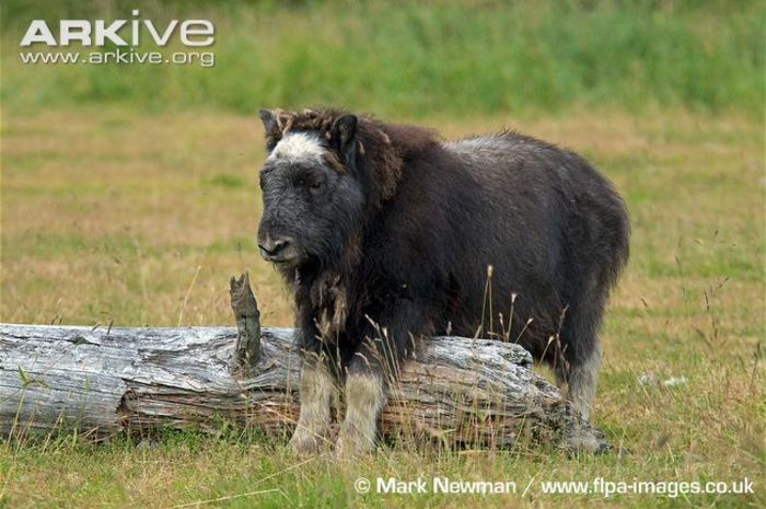 Juvenile-muskox-stood-over-log