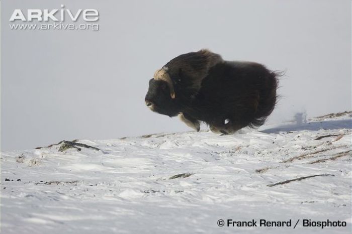 Male-muskox-running-over-snow - x86-Boul Moscat