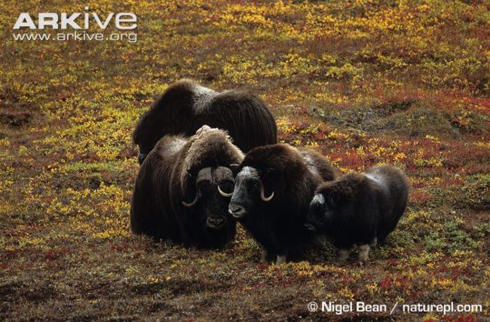 Moskox-goup-amongst-tundra-vegetation