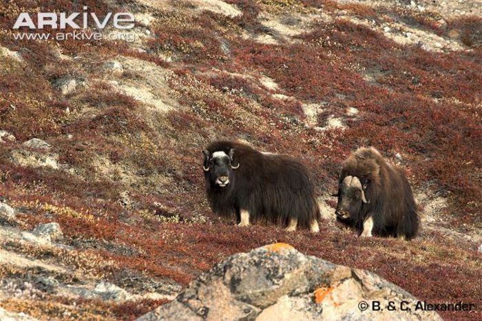 muskox-bull-with-female-during-rut - x86-Boul Moscat