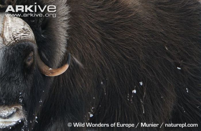 Muskox-close-up - x86-Boul Moscat