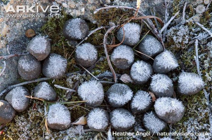 muskox-droppings-with-frost-crystals