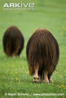 Muskoxen-from-rear-showing-long-coats