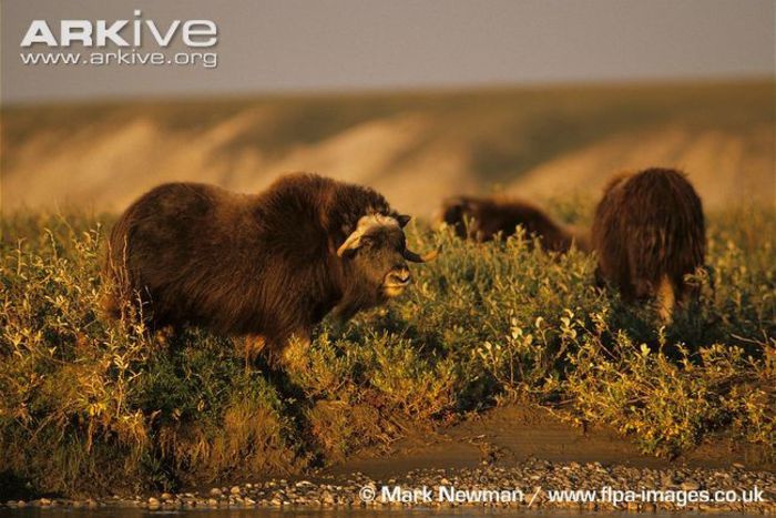 Muskoxen-grazing-on-riverbank