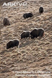 Muskoxen-grazing-on-steep-slope