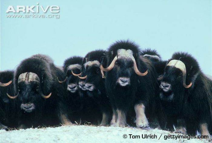 Muskoxen-huddled-together