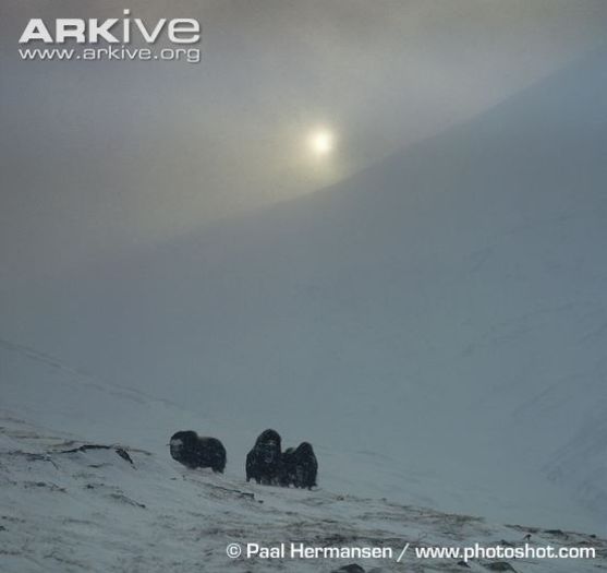 Muskoxen-in-snowy-landscape