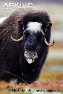 Muskox-female-portrait - x86-Boul Moscat