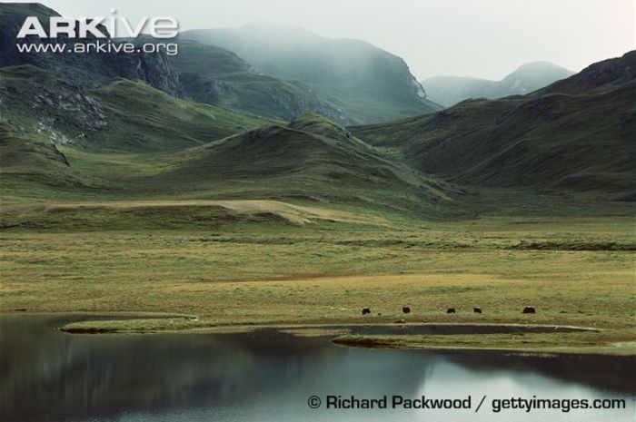 muskox-group-in-habitat - x86-Boul Moscat