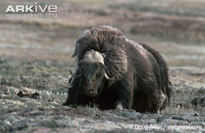 Muskox-sitting-down-on-tundra - x86-Boul Moscat