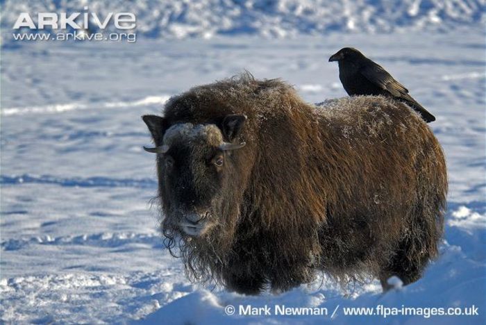 Muskox-with-raven-on-its-back - x86-Boul Moscat