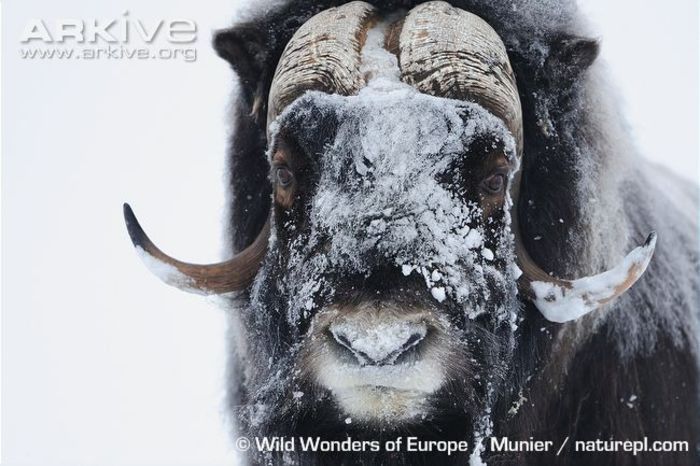 Muskox-with-snow-on-face