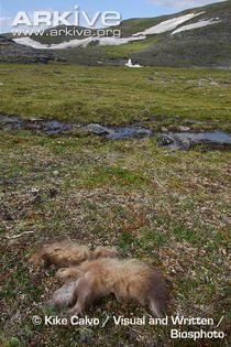 Shed-winter-hair-of-muskox-on-ground - x86-Boul Moscat