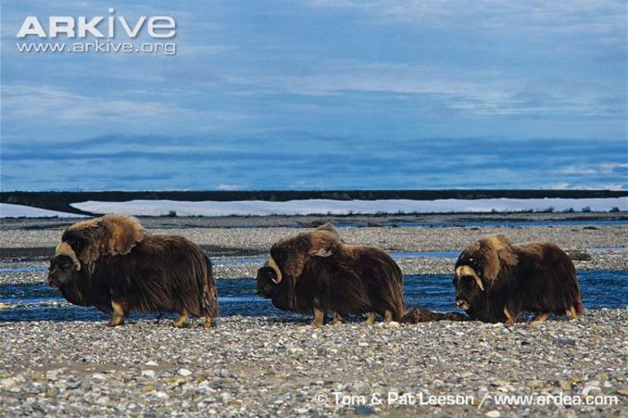 Three-muskox-bulls-walking-alongside-river - x86-Boul Moscat