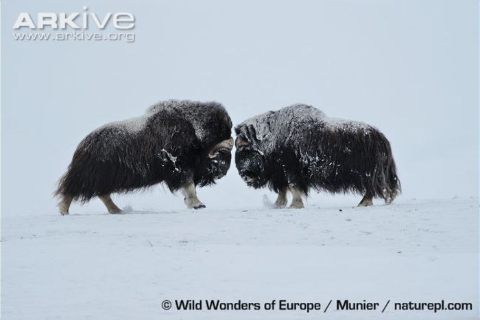 Two-muskox-head-to-head