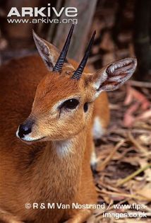 Close-up-of-a-male-oribi - x87-Oribi