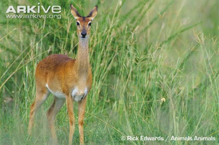 Female-oribi-in-long-grass - x87-Oribi