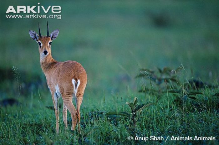 Male-oribi- - x87-Oribi