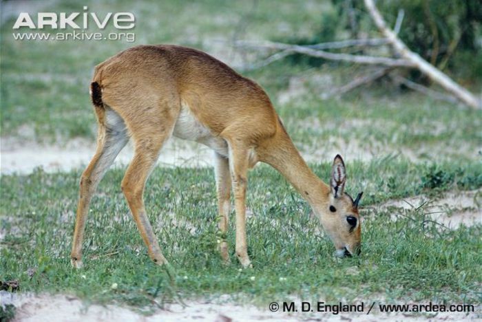 Oribi-feeding