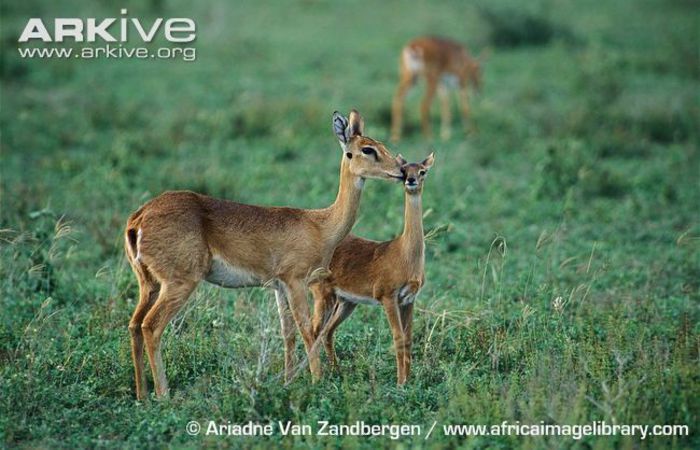 Oribi-with-young