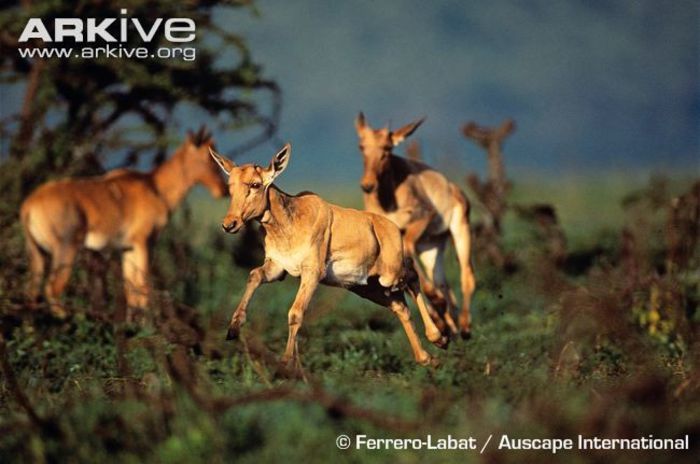 Topi-calf-leaping