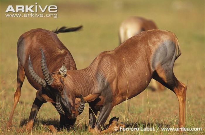 Topi-males-sparring