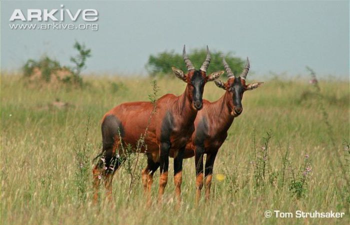 topis-in-grassland-habitat