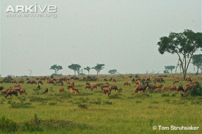 topis-in-mixed-herd-with-uganda-kob - x88-Sasabi
