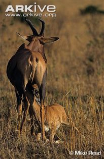 Topi-with-suckling-young