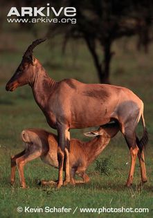 Tsessebe-calf-suckling-D-l-lunatus - x88-Sasabi