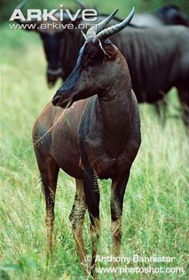 Tsessebe-eating-grass-D-l-lunatus - x88-Sasabi