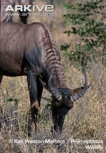 Tsessebe-grazing-in-mopane-veldt-D-l-lunatus - x88-Sasabi