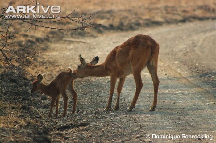 Adult-female-puku-with-fawn - x89-Puku