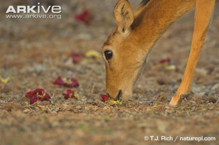 Female-puku-feeding-on-flowers-fallen-from-a-sausage-tree - x89-Puku