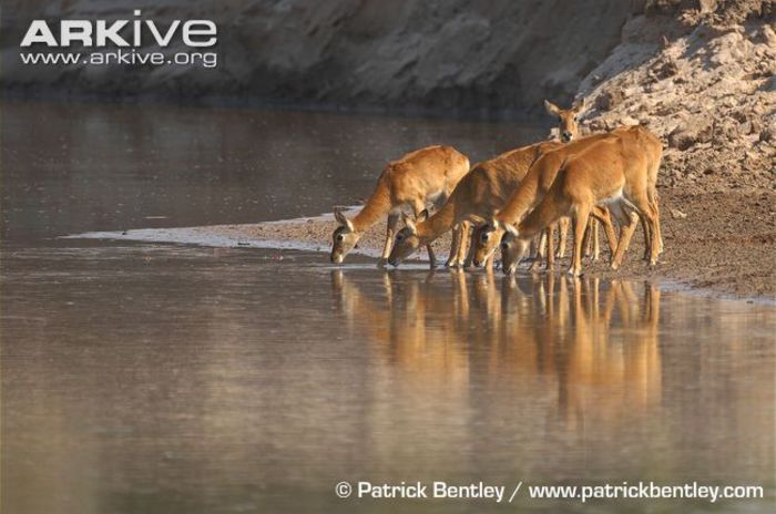 Group-of-puku-females-drinking - x89-Puku