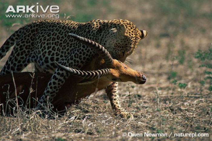Leopard-dragging-puku-kill