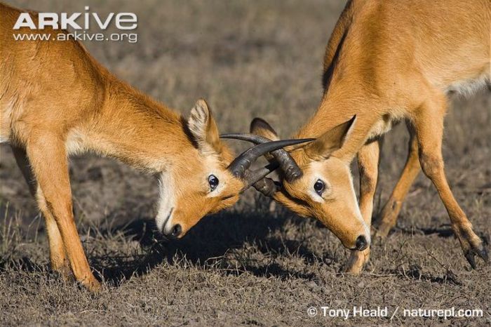 Male-puku-fighting