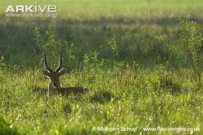 Male-puku-ruminating