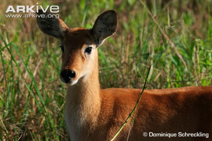 Puku-female-close-up