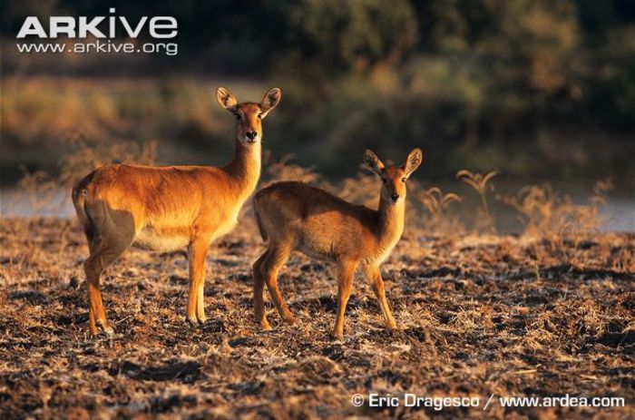 Puku-female-with-young