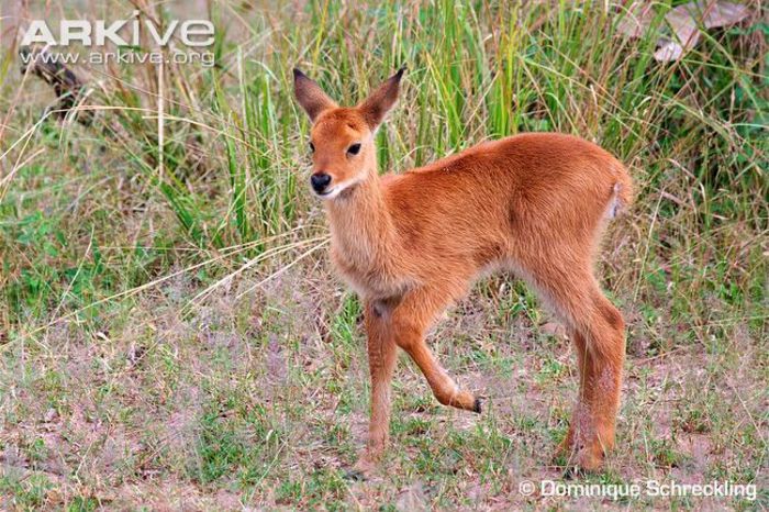 Young-puku-fawn