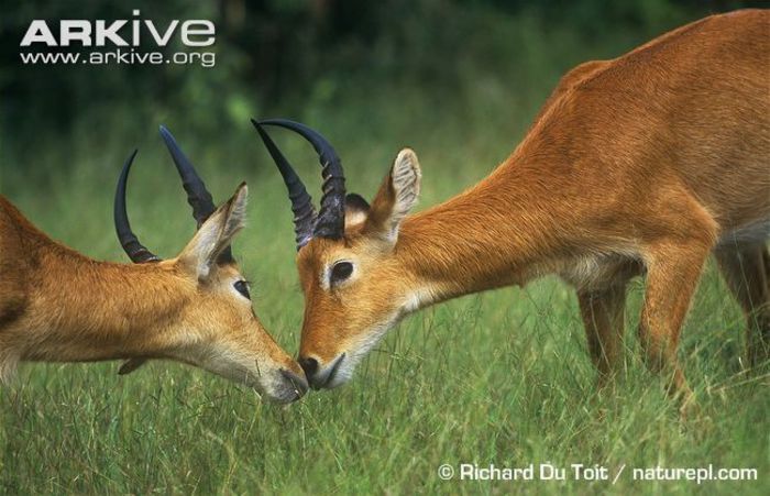 Young-puku-males-sniffing-each-other