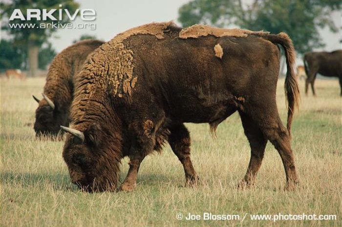 European-bison-bull-grazing - x90-Zimbrul