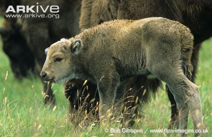 European-bison-calf - x90-Zimbrul