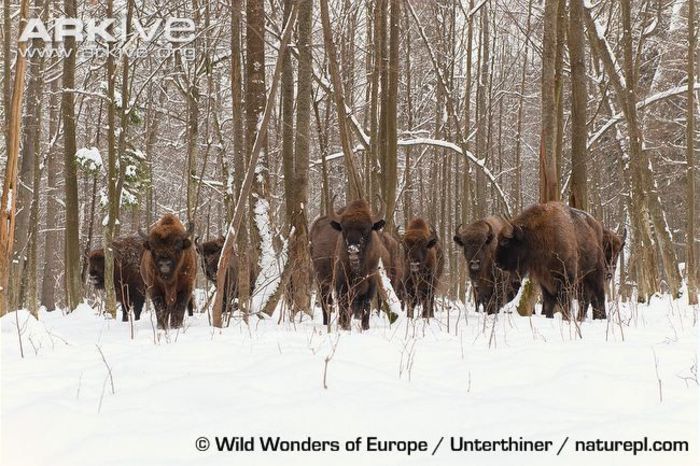 European-bison-gathering-at-feeding-site - x90-Zimbrul