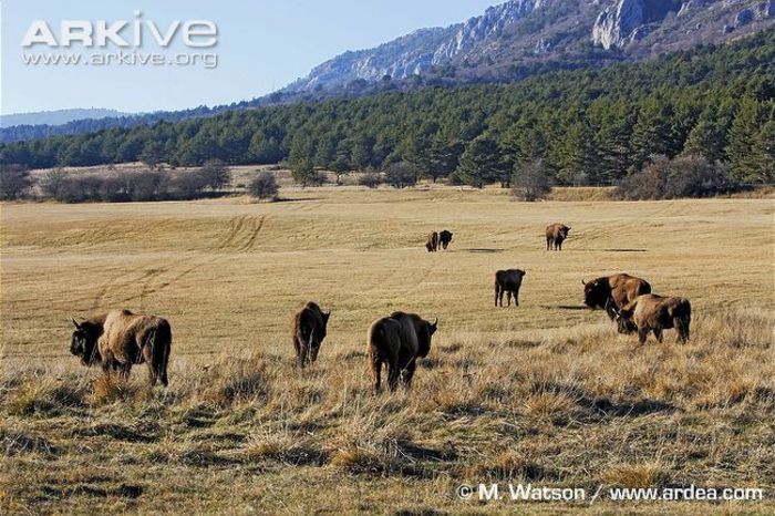 European-bison-grazing - x90-Zimbrul