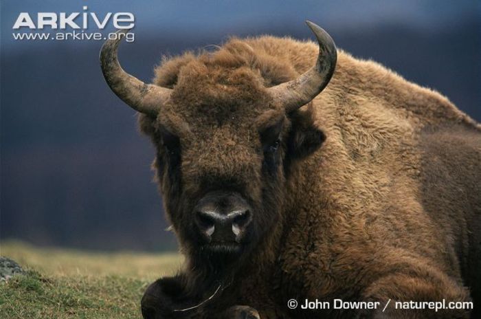 European-bison-resting - x90-Zimbrul