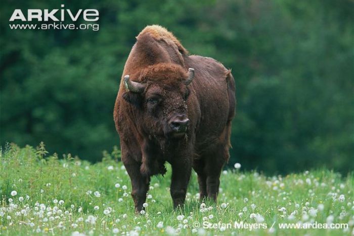 European-bison-standing-in-meadow - x90-Zimbrul