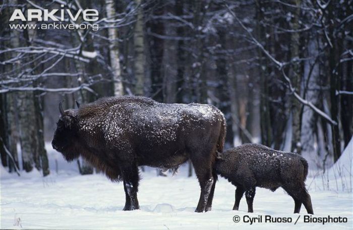 European-bison-suckling-young