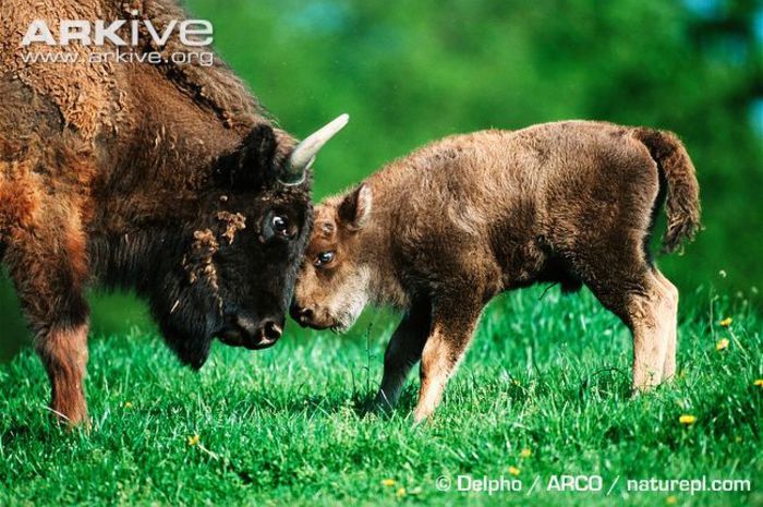 Female-European-bison-and-calf - x90-Zimbrul